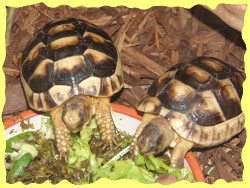 Schildkröten-Fressnapf Rand inkspill